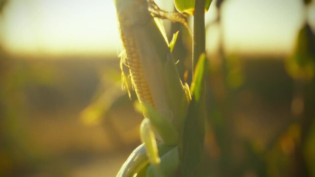 In a sun-kissed countryside cornfield during autumn, a ripe corn cob glistens among dry golden stalks and leaves, reflecting meticulous farming and sowing practices in the open field