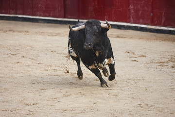 Fighting bulls in the arena. Bullring. Toro bravo. Spain