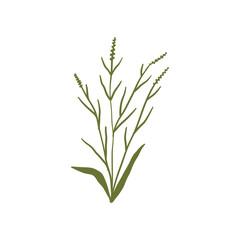 Fototapeta premium Floral design elements. Field and garden flowers, wildflowers, leaf plants, branches. Delicate blossoms. Botanical natural flat vector illustrations isolated on white background