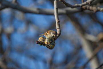 Fototapeta premium Eurasian Tree Sparrow perched on a branch