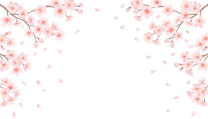 Cherry blossom branches and falling petals frame on white background. Spring sakura vector illustration. © fromage