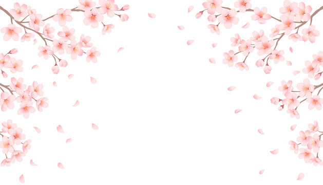 Cherry blossom branches and falling petals frame on white background. Spring sakura vector illustration.