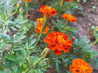 A bush of French Marigold growing in the garden