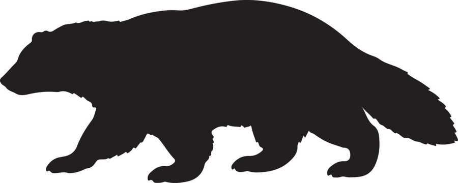Wolverine silhouette black & white vector illustrator design template 