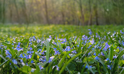 Obraz premium Beautiful nature background with blossoming wild floral meadow. spring blue flowers of Scilla siberica growth in forest. spring floral landscape. template for design