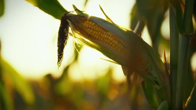 A ripe corn cob with vibrant yellow kernels glistens in the autumn sunlight amidst a lush cornfield. The ripening crop, a result of careful sowing and growth, is now ready for harvest