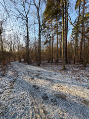 Snowy walking trail in the forest park.
