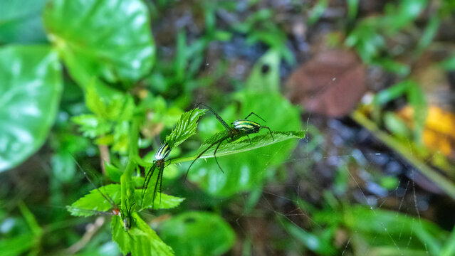 Social long-jawed orb-weavers Tetragnatha like tetragnatha nigrita in the montane rainforests of Borneo