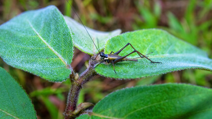 Larvae of grasshoppers or crickets on the leaves, Mountain cloudy forest, hylea in Malaysia, Borneo, hill Gunung Kinabalu