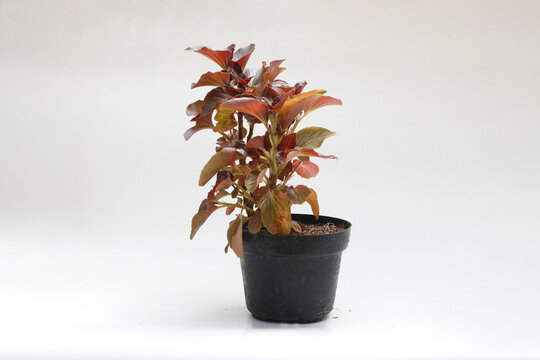 Vibrant Acalypha Wilkesiana (Copperleaf) ornamental plant with reddish-brown and copper-toned leaves, grown in a black plastic pot. Isolated on a white background