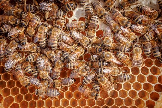 Honey Bees working on honeycomb close-up shot.