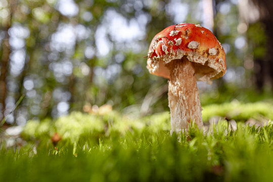 Fly agaric Mushroom In a forest.