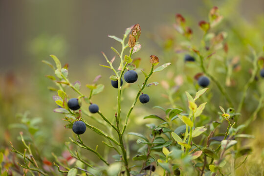 Wild Bilberries (Vaccinium myrtillus) in the forest.