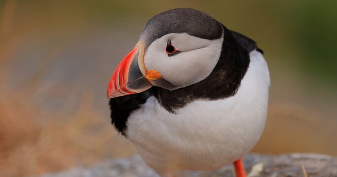 Atlantic puffin (Fratercula arctica), on the rock on the island of Runde (Norway).