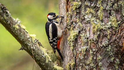 Naklejka premium Great spotted woodpecker (Dendrocopos major) clinging to moss covered tree bark in natural forest habitat.