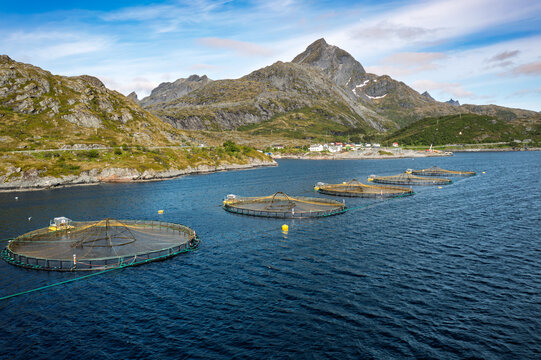 Farm salmon fishing in Norway. Norway is the biggest producer of farmed salmon in the world.