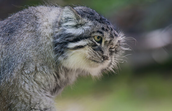 Pallas's cat (Otocolobus manul), also known as the manul, is a small wild cat with long and dense light grey fur, and rounded ears set low on the sides of the head.