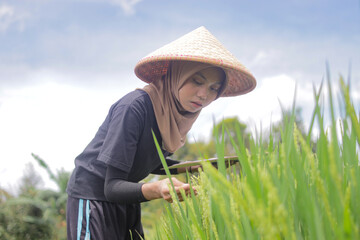 A young Muslim woman farmer wearing a hijab and a traditional woven bamboo conical hat stands in a lush green rice field while writing on a clipboard. She Inspects the growth and health of rice plants
