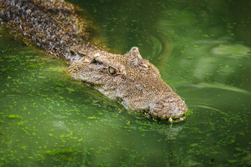 Obraz premium Crocodile head emerging from green algae covered water with textured scales and focused eye in tropical pond habitat