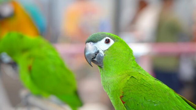 Chestnut-fronted Macaw parrot free flying bird.