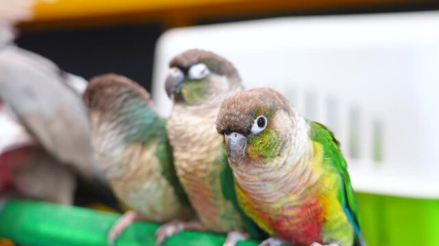 green cheek conure parrot free flying bird .