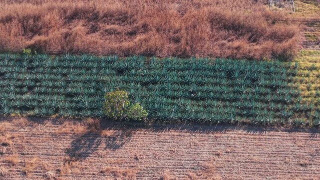 Aerial perspective of rural agave farms near Oaxaca City