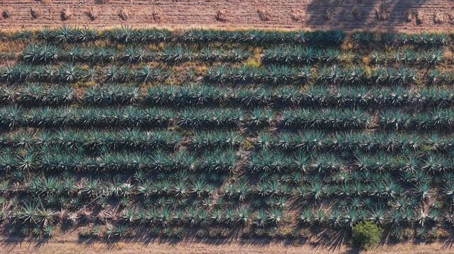 Agave cultivation in the countryside surrounding Oaxaca City from above