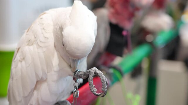 cockatoo Tanimbar corella parrot on a branch parrot free flying bird .