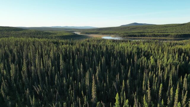 Drone flies forward above dense forest toward a freshwater lake visible in the distance within a remote Yukon, Canada landscape under clear daylight.