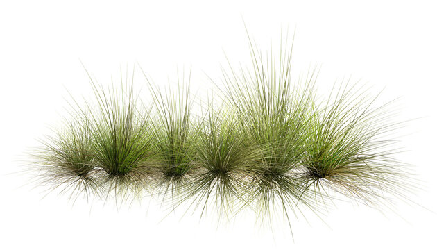 pine needles isolated on white/row of green ornamental grass tufts isolated on a white background, representing natural texture and landscaping design.
