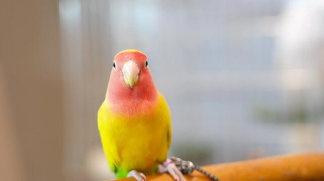 Agapornis roseicollis lovebird parrot cute pets