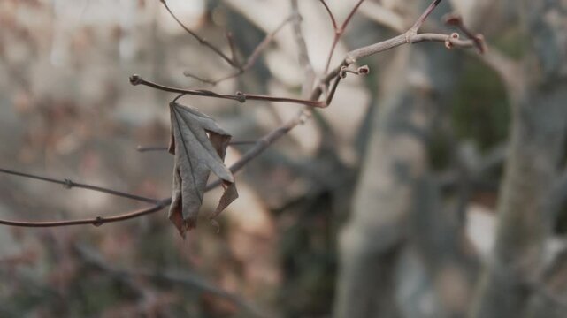 Medium time-lapse of dead leaf hanging from tree branch twitching in the wind.