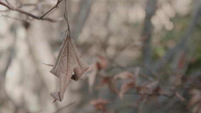 Slow motion closeup of dead leaf on tree branch moving in wind as shadows move across surface.