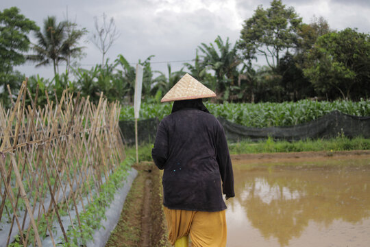 Back view of an Asian female farmer wearing a woven bamboo hat and black shirt while walking through cultivated fields. Farming, agriculture, and rural lifestyle concept