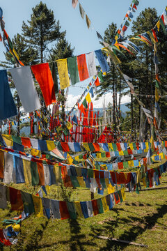View of vibrant prayer flags strung between trees creating a colorful canopy above the ground, a visual spectacle of culture and tradition, Kiki La Pass, Bhutan.