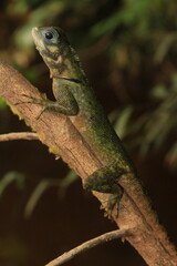Fototapeta premium Blue-lipped tree lizard (Plica umbra)