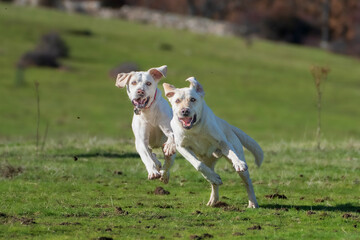 white dogs race in the grass