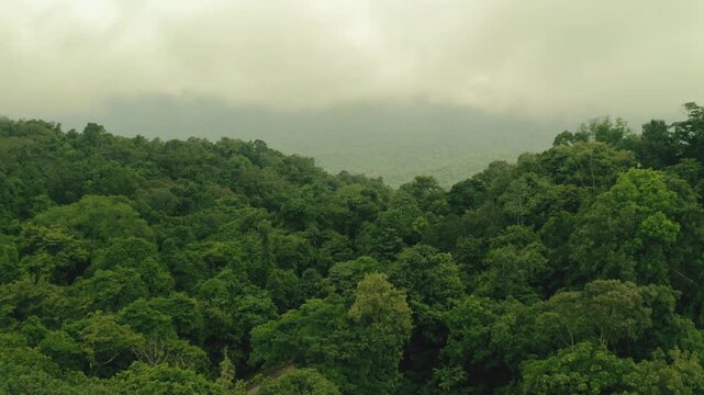 Aerial view of a vibrant and dense forest canopy with varied shades of green, under a grey sky filled with clouds, Sakleshpura, Karnataka, India.