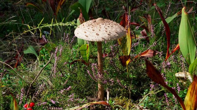 In the forest, among autumn grass and heather, a parasol mushroom grows on a tall stem. Side view, close-up. Brown scales on the white background of the cap.