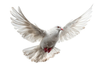 Fototapeta premium White dove in flight, wings spread wide, soaring against a black backdrop