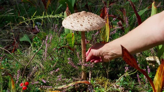 On the forest floor, a tall parasol mushroom Macrolepiota procera grows on a long stem. A womans right hand in the frame reaches toward the stem without picking the mushroom. Bright sunny autumn 