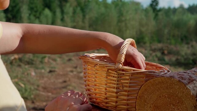 A womans hand takes a porcini mushroom Boletus edulis from a basket, rotates it in different directions, and places it back in the basket. Forest, sunny, basket standing on a freshly cut log.