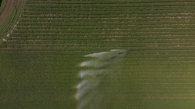 Aerial view of verdant farmland bisected by the stark lines of an irrigation system, creating a vibrant contrast of tones, Cupar, Scotland, United Kingdom.