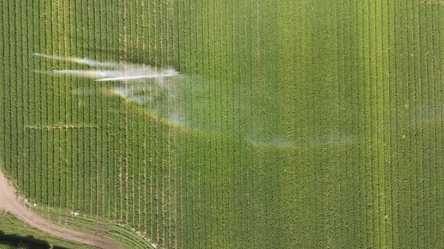 Aerial view of a vibrant green field being irrigated by a central pivot system, casting a rainbow arc across the landscape, Cupar, Scotland, United Kingdom.