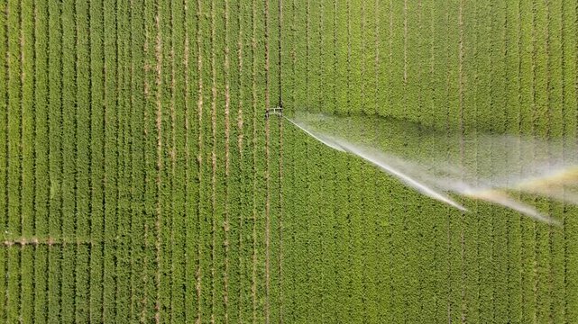 Aerial view of water irrigation over the lush green crops, creating a rainbow effect in the green field, Cupar, Scotland, United Kingdom.