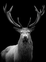 Majestic elk stag portrait in black and white on a dark background