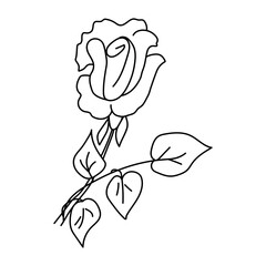 Hand drawn rose. Doodles vector illustration. Isolated on a white background.