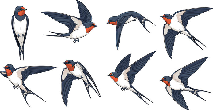 Flying swallow bird vector set with different wing positions realistic wildlife illustration isolated