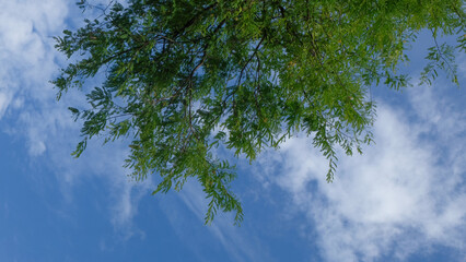 Green leaves of tropical forest taken from below with blue sky background. Copy space for text. Tropical rainforest canopy. For graphic design, 3D rendering and banners
