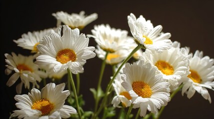 Obraz premium Cluster of fresh daisies with white petals and yellow centers in soft directional light.